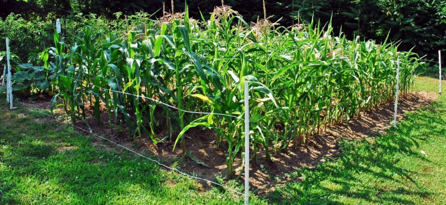 Как выращивать кукурузу на даче