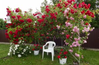 Как выращивать плетистые розы на даче