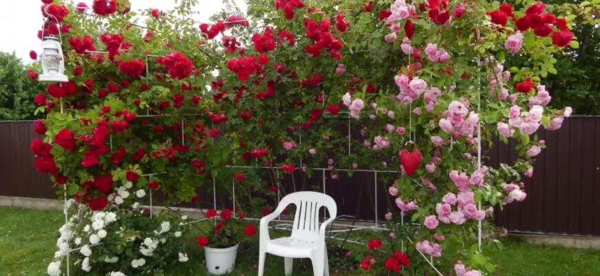 Как выращивать плетистые розы на даче