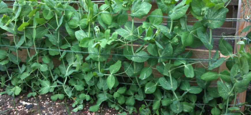 Как выращивать зеленый горошек на даче