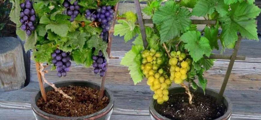 Как вырастить виноград из косточки на даче